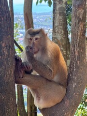 Monkey sitting in a tree picking its nose in Thailand