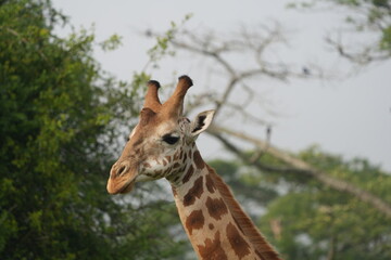 portrait of a giraffe, close up headshot, in lake mburo uganda