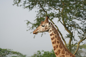 portrait of a giraffe in the foggy morning in uganda, lake mburo
