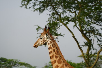 portrait of a giraffe in the foggy morning in uganda, lake mburo