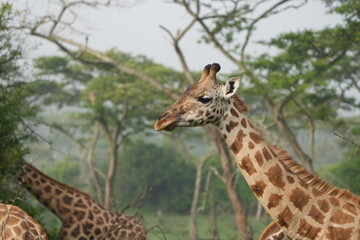 portrait of a giraffe in the foggy morning in uganda, lake mburo