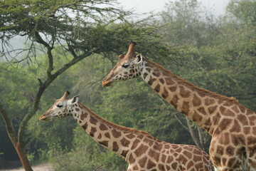 portrait of a giraffe in the foggy morning in uganda, lake mburo