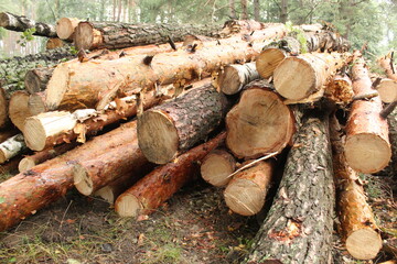 Close-up of logs. Background: natural wood, bark, close-up.. Construction background