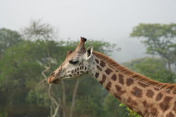 portrait headshot of a giraffe in lake mburo national park uganda