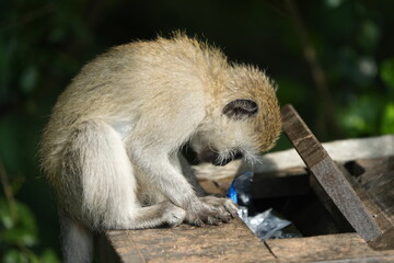 close up portrait of a vervet monkey in lake mburo national park uganda eating out of a trashcan