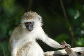close up portrait of a vervet monkey in lake mburo national park uganda