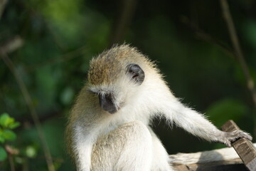 close up portrait of a vervet monkey in lake mburo national park uganda