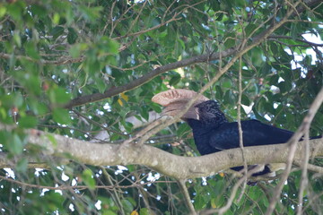 Silvery-Cheeked Hornbill Perched in Tree – Arusha National Park, Tanzania