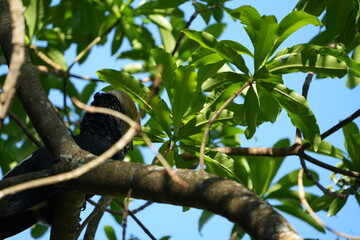 Silvery-Cheeked Hornbill Perched in Tree – Arusha National Park, Tanzania
