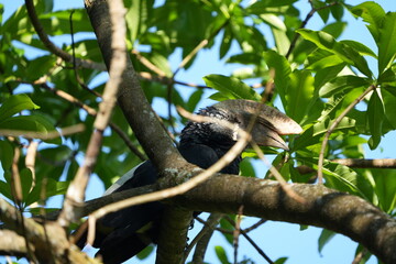 Silvery-Cheeked Hornbill Perched in Tree – Arusha National Park, Tanzania
