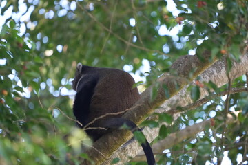 Black-and-White Colobus Monkey in Tree Canopy – Arusha, Tanzania
