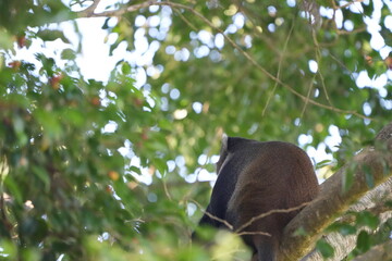 Black-and-White Colobus Monkey in Tree Canopy – Arusha, Tanzania