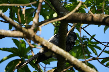 Silvery-Cheeked Hornbill Perched in Tree – Arusha National Park, Tanzania