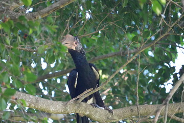 Silvery-Cheeked Hornbill Perched in Tree – Arusha National Park, Tanzania