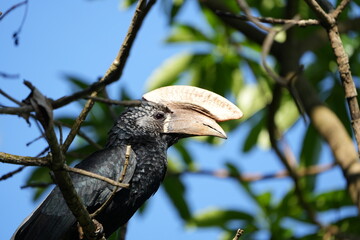 Silvery-Cheeked Hornbill Perched in Tree – Arusha National Park, Tanzania