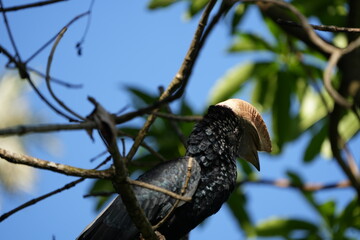 Fototapeta premium Silvery-Cheeked Hornbill Perched in Tree – Arusha National Park, Tanzania