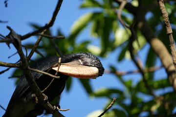 Silvery-Cheeked Hornbill Perched in Tree – Arusha National Park, Tanzania
