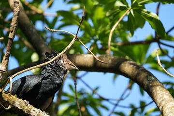 Silvery-Cheeked Hornbill Perched in Tree – Arusha National Park, Tanzania