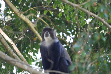 Black-and-White Colobus Monkey in Tree Canopy – Arusha, Tanzania