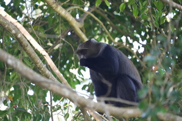Black-and-White Colobus Monkey in Tree Canopy – Arusha, Tanzania