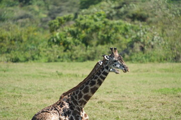 Obraz premium Resting Giraffes in Arusha National Park, Tanzania