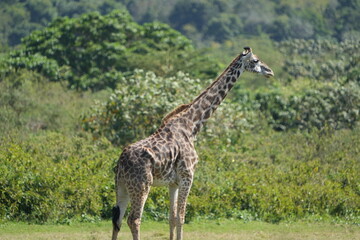 Giraffe Standing in Lush Greenery, Arusha National Park, Tanzania