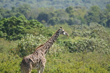 Giraffe Standing in Lush Greenery, Arusha National Park, Tanzania