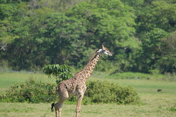 Giraffe Standing in Lush Greenery, Arusha National Park, Tanzania