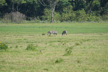 portrait of a herd of zebras in arusha national park tanzania