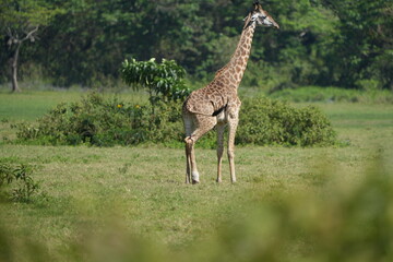 giraffe with broken paw in arusha national park tanzania