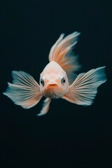 Gold fish swims forward in the dark water, a common pet for aquariums