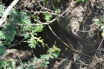 close up of a warthog den in arusha national park tanzania