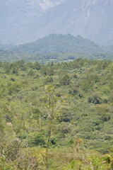 Lush Vertical Landscape of Arusha National Park, Tanzania