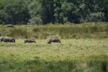 family of warthogs (pumba) grazing in arusha natinoal park tazania