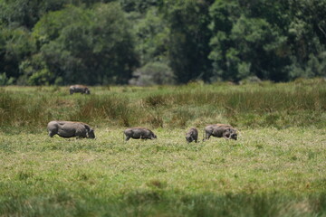 family of warthogs (pumba) grazing in arusha natinoal park tazania