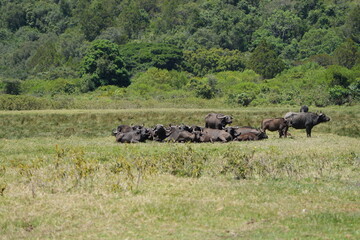Herd of African Buffalo Resting in Arusha National Park Grasslands