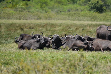 Herd of African Buffalo Resting in Arusha National Park Grasslands