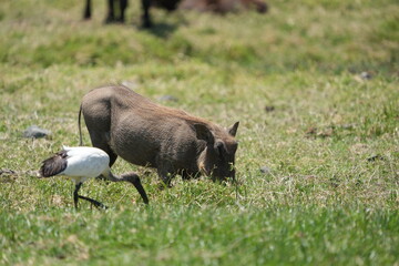 family of warthogs grazing in arusha national park tanzania, walking safari, tourism