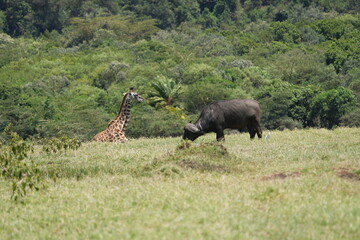 buffalo grazing in arusha national park with a giraffe laying in the same grass