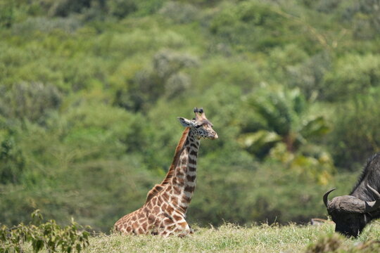 portrait of a giraffe in arusha national park