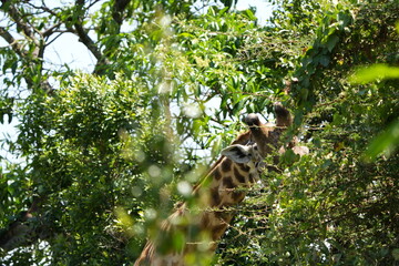 close up of a giraffe eating in arusha national park tanzania