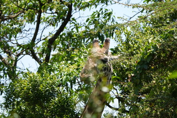 close up of a giraffe eating in arusha national park tanzania
