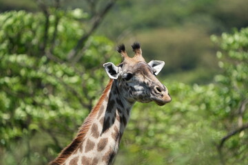 close up portrait of a giraffe in aursha national park tanzania