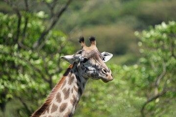 close up portrait of a giraffe in aursha national park tanzania