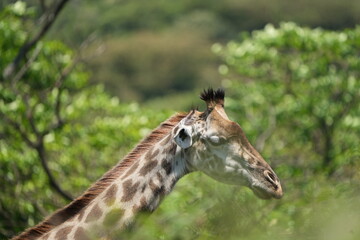 close up portrait of a giraffe in aursha national park tanzania