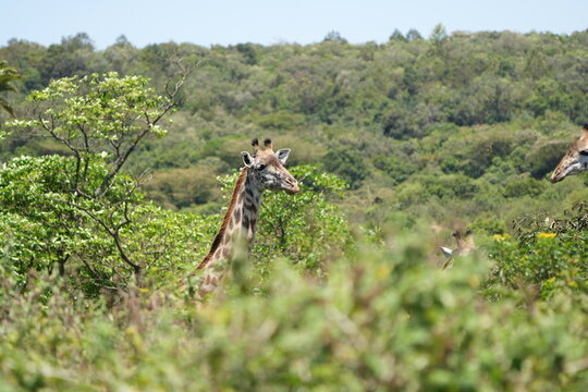 giraffe head peaking out of the bush in aursha national park tanzania