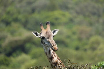 portrait headshot of a giraffe on safari in arusha national park tanzania