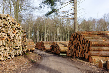 Freshly cut timber logs are stacked along a dirt road through a bare winter forest.