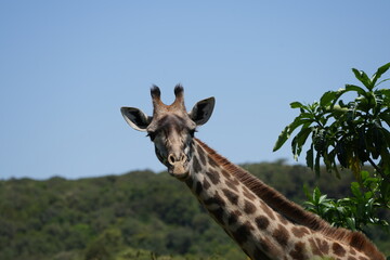 Fototapeta premium portrait headshot of a giraffe in arusha national park tanzania
