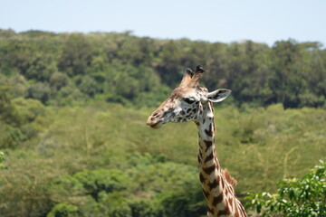 giraffe heads against a blue sky, portrait of giraffes in the wild, in arusha national park tanzania